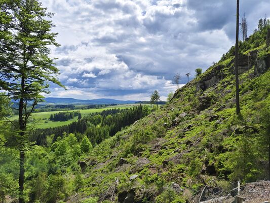 Teplice nad Metují, 17.5.2025
Jiráskovy skály. Holoseč na svahu nad pramenem U Sv. Huberta.
Klíčová slova: Teplice nad Metují Jiráskovy skály Ampedus karpathicus