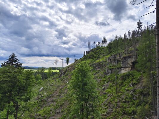 Teplice nad Metují, 17.5.2025
Jiráskovy skály. Holoseč na svahu nad pramenem U Sv. Huberta.
Klíčová slova: Teplice nad Metují Jiráskovy skály Ampedus karpathicus