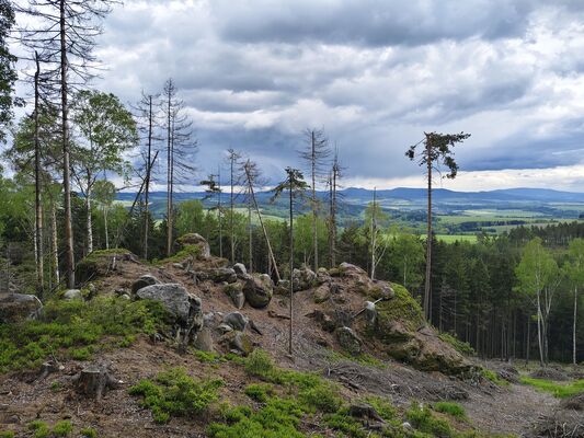Teplice nad Metují, 17.5.2025
Holoseč na jihovýchodním svahu pod Kraví horou.
Klíčová slova: Teplice nad Metují Teplické skály Ampedus karpathicus