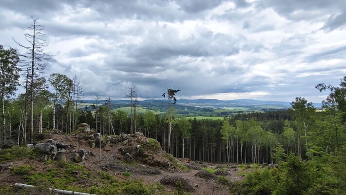Teplice nad Metují, 17.5.2025
Holoseč na jihovýchodním svahu pod Kraví horou.
Klíčová slova: Teplice nad Metují Teplické skály Ampedus karpathicus