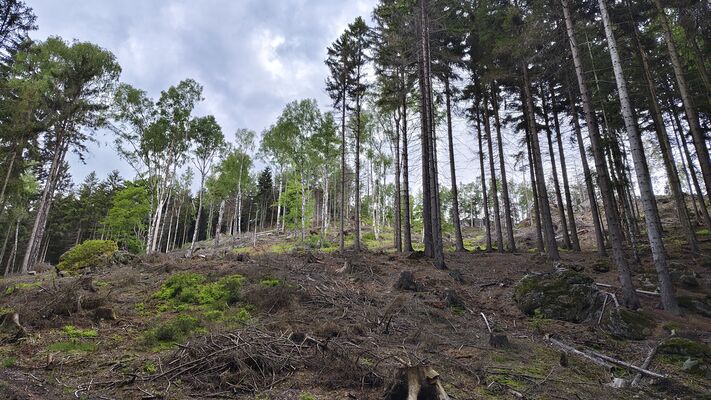 Teplice nad Metují, 17.5.2025
Holoseč na jihovýchodním svahu pod Kraví horou.
Mots-clés: Teplice nad Metují Teplické skály