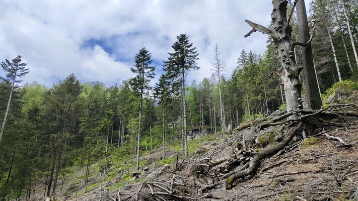 Teplice nad Metují, 20.5.2025
Teplické skály, Skály, holoseč pod Kráskou vyhlídkou.
Klíčová slova: Teplice nad Metují Teplické skály Skály