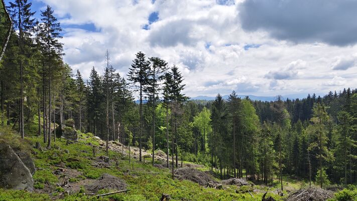 Teplice nad Metují, 20.5.2025
Teplické skály, Skály, holoseč pod Kráskou vyhlídkou.
Klíčová slova: Teplice nad Metují Teplické skály Skály