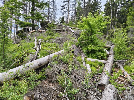 Teplice nad Metují, 20.5.2025
Teplické skály, Skály, pod Moničiným kamenem.
Klíčová slova: Teplice nad Metují Teplické skály Skály Ampedus karpathicus