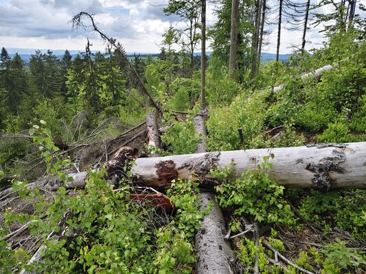 Teplice nad Metují, 20.5.2025
Teplické skály, Skály, pod Moničiným kamenem.
Schlüsselwörter: Teplice nad Metují Teplické skály Skály Ampedus karpathicus