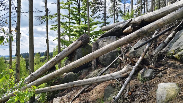Teplice nad Metují, 20.5.2025
Teplické skály, Skály, pod Moničiným kamenem.
Klíčová slova: Teplice nad Metují Teplické skály Skály Ampedus karpathicus