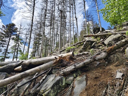 Teplice nad Metují, 20.5.2025
Teplické skály, Skály, pod Moničiným kamenem.
Klíčová slova: Teplice nad Metují Teplické skály Skály Ampedus karpathicus