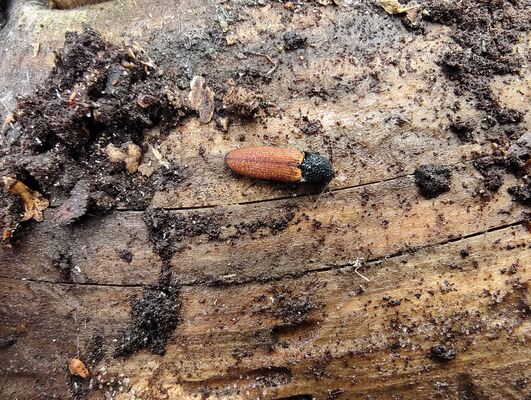 Teplice nad Metují, 20.5.2025
Teplické skály, Skály, pod Moničiným kamenem. Kovařík Ampedus karpathicus.
Klíčová slova: Teplice nad Metují Teplické skály Skály Ampedus karpathicus