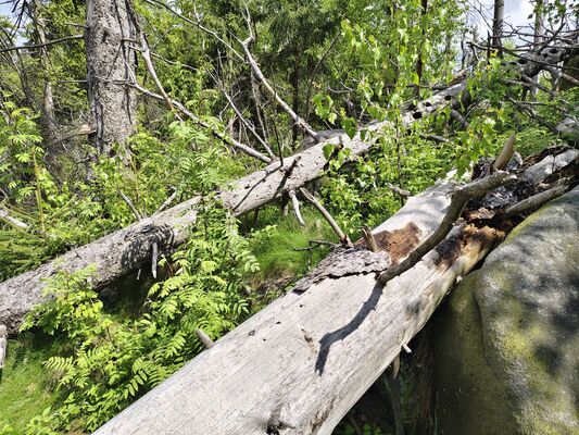 Teplice nad Metují, 20.5.2025
Teplické skály, Skály, u Černého kvádru.
Klíčová slova: Teplice nad Metují Teplické skály Skály Ampedus erythrogonus karpathicus scrofa