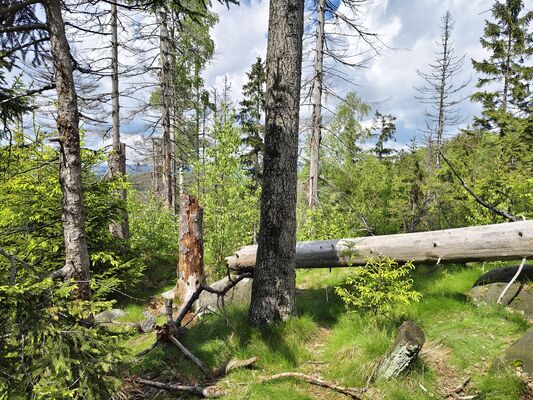Teplice nad Metují, 20.5.2025
Teplické skály, Skály, u Černého kvádru.
Klíčová slova: Teplice nad Metují Teplické skály Skály Ampedus karpathicus scrofa erythrogonus