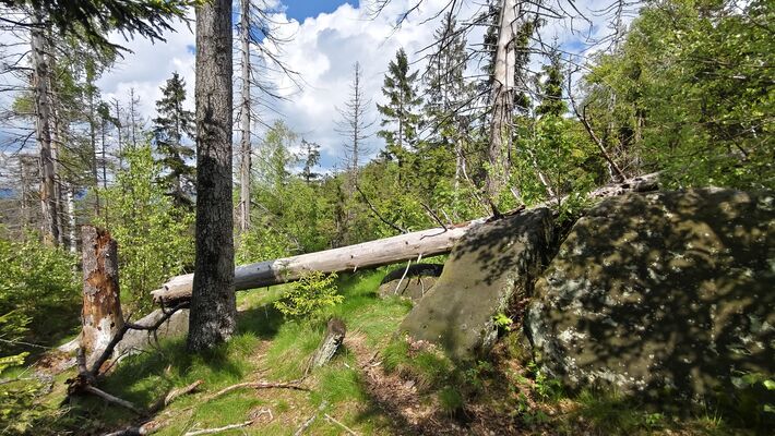 Teplice nad Metují, 20.5.2025
Teplické skály, Skály, u Černého kvádru.
Klíčová slova: Teplice nad Metují Teplické skály Skály Ampedus erythrogonus karpathicus scrofa