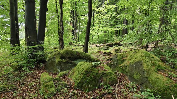 Teplice nad Metují, 20.5.2025
Bučina pod vrchem Čáp.
Mots-clés: Teplice nad Metují Teplické skály Skály vrch Čáp