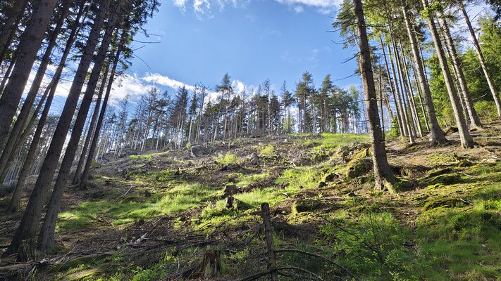 Teplice nad Metují, 20.5.2025
Jiráskovy skály, Bišík.
Klíčová slova: Teplice nad Metují Jiráskovy skály Bišík Ampedus karpathicus