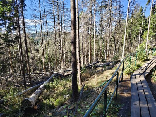 Karlów, 20.9.2025
Cesta z Velké Hejšoviny do Karlówa.
Keywords: Karlów Stolové hory Góry Stołowe Velká Hejšovina Szczeliniec Wielki Ampedus karpathicus