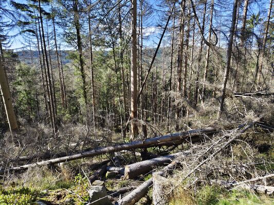Karlów, 20.9.2025
Cesta z Velké Hejšoviny do Karlówa.
Keywords: Karlów Stolové hory Góry Stołowe Velká Hejšovina Szczeliniec Wielki Ampedus karpathicus
