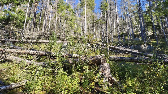 Karlów, 20.9.2025
Cesta z Velké Hejšoviny do Karlówa.
Klíčová slova: Karlów Stolové hory Góry Stołowe Velká Hejšovina Szczeliniec Wielki Ampedus karpathicus