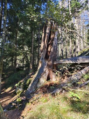 Karlów, 20.9.2025
Cesta z Velké Hejšoviny do Karlówa.
Klíčová slova: Karlów Stolové hory Góry Stołowe Velká Hejšovina Szczeliniec Wielki Ampedus karpathicus