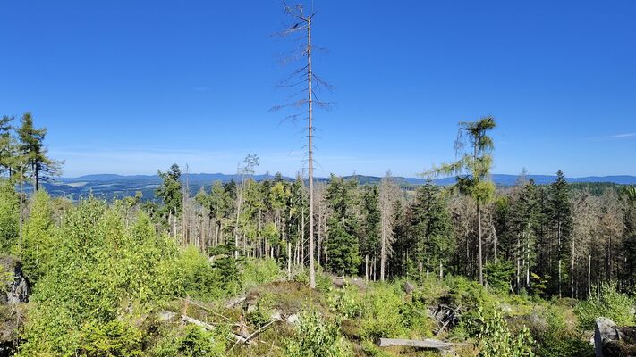 Pasterka, 20.9.2025
Skalniak, severní svah, Zielona droga.
Klíčová slova: Radków Pasterka Bor Skalniak