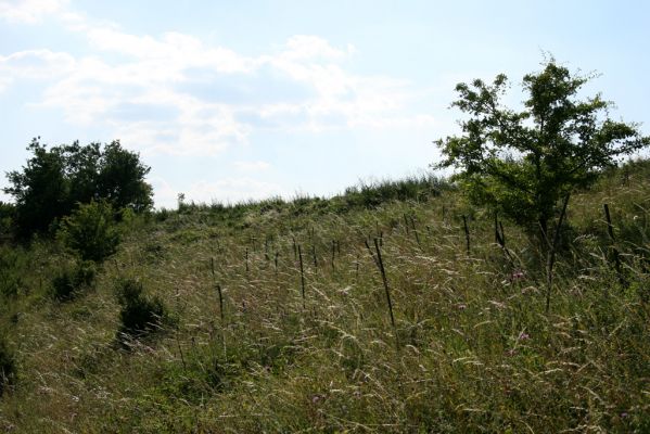 Častolovice - vrch Strýc, 26.7.2008
Step na jihovýchodní svazích vrchu Strýc byla v nedávné době osázena duby (zapíchnuté klacíky označují mladé stromky). Samovolný nálet dřevin spolu s cílenými zalesňovacími programy likvidují poslední dochované ostrůvky českých stepí.
Klíčová slova: Častolovice vrch Strýc step zalesňovací programy