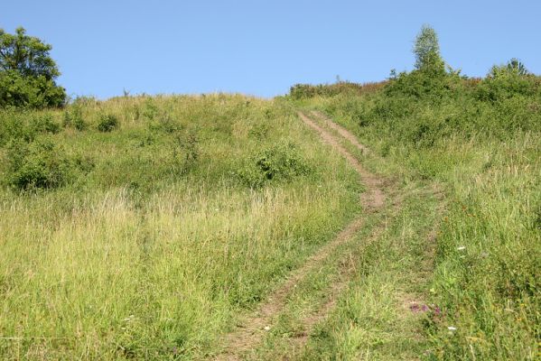 Častolovice - vrch Strýc, 26.7.2008
Step na jihozápadním svahu vrchu Strýc. Jeden z posledních rájů našich motýlů. Cesta k vrcholu.
Keywords: Častolovice vrch Strýc step