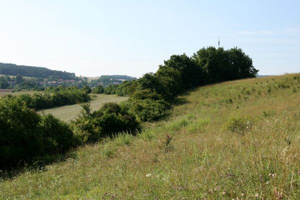 Častolovice - vrch Strýc, 26.7.2008
Step na jihozápadním svahu vrchu Strýc. 
Mots-clés: Častolovice vrch Strýc step