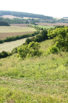 Častolovice - vrch Strýc, 26.7.2008
Step na jihozápadním svahu vrchu Strýc. Jeden z posledních rájů našich motýlů. Pohled na obec Olešnice. 
Klíčová slova: Častolovice vrch Strýc step Olešnice