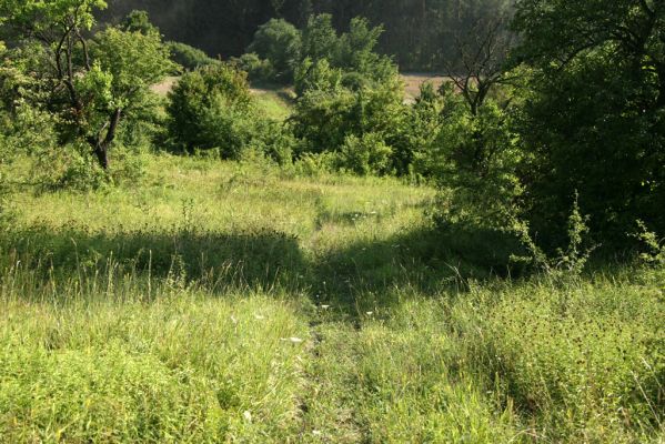 Častolovice - vrch Strýc, 26.7.2008
Step a starý sad na jižních svazích vrchu Strýc. Biotop kovaříka Agriotes gallicus - nejvýchodnější ověřená lokalita tohoto druhu na území České republiky. Pohled přes step k sedlu se silnicí na Častolovice. 
Klíčová slova: Častolovice vrch Strýc step sad Agriotes gallicus