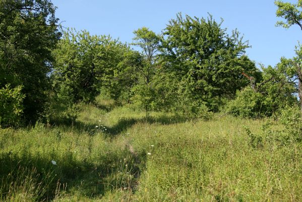 Častolovice - vrch Strýc, 26.7.2008
Step a starý sad na jižních svazích vrchu Strýc - cesta na vrchol. Biotop kovaříka Agriotes gallicus - nejvýchodnější ověřená lokalita tohoto druhu na území České republiky.
Klíčová slova: Častolovice vrch Strýc step sad Agriotes gallicus