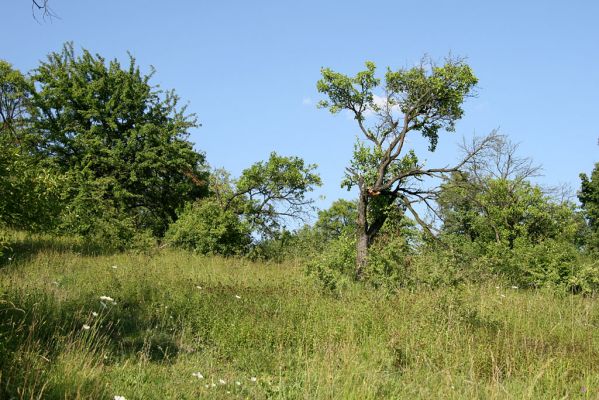 Častolovice - vrch Strýc, 26.7.2008
Step a starý sad na jižních svazích vrchu Strýc. Biotop kovaříka Agriotes gallicus - nejvýchodnější ověřená lokalita tohoto druhu na území České republiky.
Mots-clés: Častolovice vrch Strýc step sad Agriotes gallicus