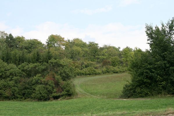 Častolovice - vrch Strýc, 11.9.2008
Pohled od silnice od sedla na jižní svahy vrchu Strýc.
Schlüsselwörter: Častolovice vrch Strýc sad