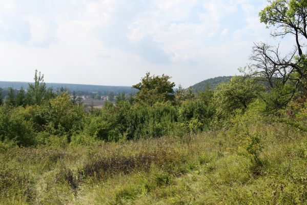 Častolovice - vrch Strýc, 11.9.2008
Starý sad a zarůstající část stepi na jižním svahu vrchu Strýc. V pozadí vykukuje vrch Malý Chlum.
Mots-clés: Častolovice vrch Strýc step sad Agriotes gallicus Malý Chlum