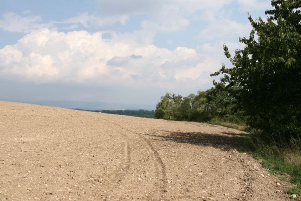 Častolovice - vrch Strýc, 11.9.2008
Vrch Strýc - zpustlá třešňovka na horním okraj jeho jižního svahu. Pohled k východu.
Klíčová slova: Častolovice vrch Strýc třešňovka