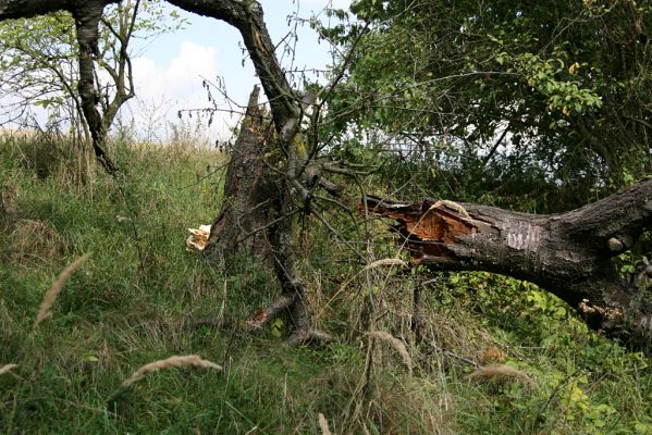 Častolovice - vrch Strýc, 11.9.2008
Zpustlá třešňovka na jižním svahu pod vrcholem Strýce. Kvalita mísních třešní byla tak vyhlášená, že si pro ně jezdili lídé až z dalekého Hradce Králové.
Schlüsselwörter: Častolovice vrch Strýc třešňovka