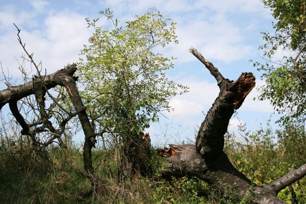 Častolovice - vrch Strýc, 11.9.2008
Zpustlá třešňovka na jižním svahu pod vrcholem Strýce. Kvalita mísních třešní byla tak vyhlášená, že si pro ně jezdili lídé až z dalekého Hradce Králové.
Keywords: Častolovice vrch Strýc třešňovka