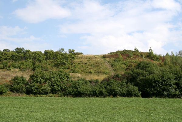 Častolovice - vrch Strýc, 11.9.2008
Stepi na jihozápadních svazích vrchu Strýc. Pohled z polní cesty od obce Olešnice.
Klíčová slova: Častolovice vrch Strýc step Olešnice