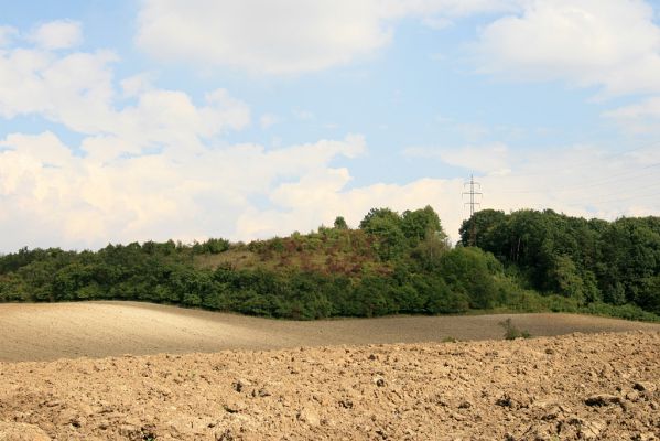 Častolovice - vrch Strýc, 11.9.2008
Na západních svazích náhorní plošiny od vrchu Strýc k obci Paseky se nachází několik dalších zbytků stepí a ovocné sady. 
Schlüsselwörter: Častolovice vrch Strýc Paseky step