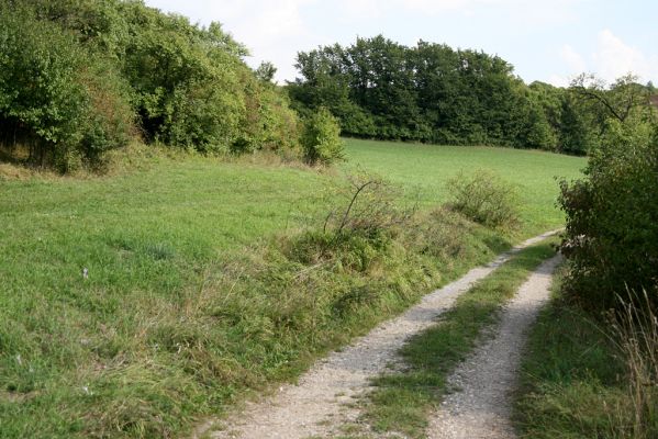 Častolovice - vrch Strýc, 11.9.2008
Polní cesta a remízky podél západního úpatí vrchu Strýc. I zde se dochovaly zbytky formace suchých trávníků.
Schlüsselwörter: Častolovice vrch Strýc step