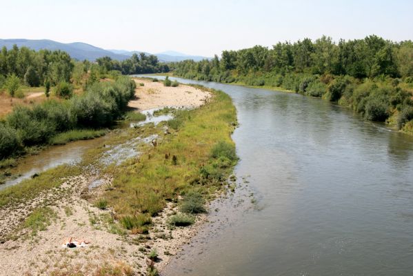 Ilava, 6.8.2013
Štěrkové náplavy Váhu západně od Ilavy.




Klíčová slova: Ilava Váh Zorochros dermestoides meridionalis quadriguttatus