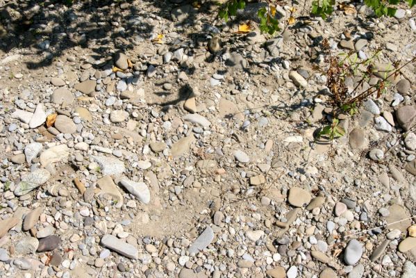 Ilava, 6.8.2013
Štěrkové náplavy Váhu západně od Ilavy.


Klíčová slova: Ilava Váh Zorochros dermestoides meridionalis quadriguttatus