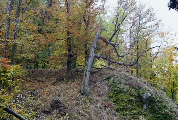 Ilija, 22.10.2002
Štiavnické vrchy. Suťový les na jižním svahu vrchu Sitna.


Klíčová slova: Ilija Štiavnické vrchy vrch Sitno Hypoganus inunctus