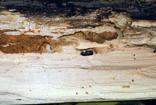 Ilija, 22.10.2002
Štiavnické vrchy, vrchu Sitno. Larva a imago roháčka Sinodendron cylindricum


Klíčová slova: Ilija Štiavnické vrchy vrch Sitno Sinodendron cylindricum
