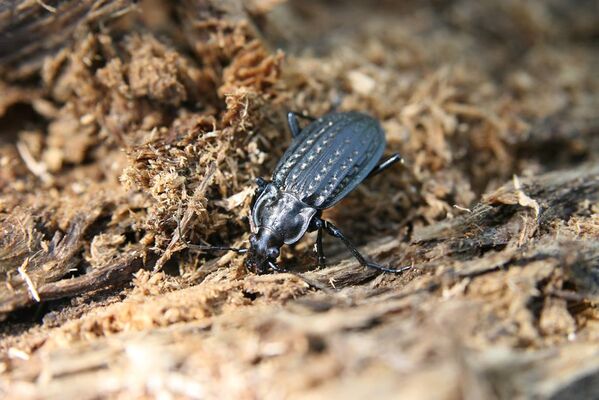 Ipeľské Predmostie, 13.4.2016
Ryžovisko. Střevlík Carabus clathratus.
Klíčová slova: Ipeľské Predmostie Ryžovisko Carabus clathratus