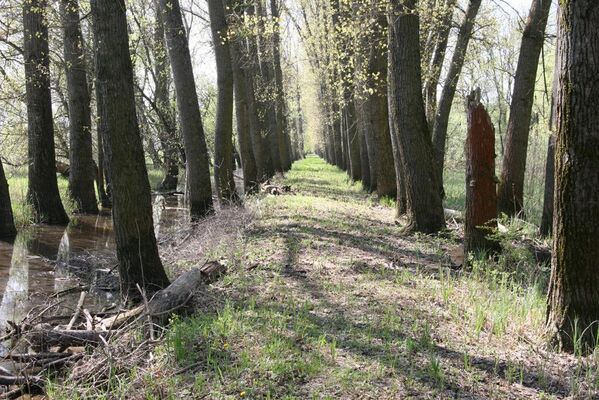 Ipeľské Predmostie, 13.4.2016
Ryžovisko.
Keywords: Ipeľské Predmostie Ryžovisko Megapenthes lugens