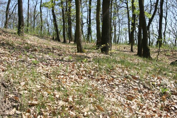 Ipeľské Predmostie, 13.4.2016
Vrch Drienok. 
Keywords: Ipeľské Predmostie vrch Drienok Prosternon chrysocomum