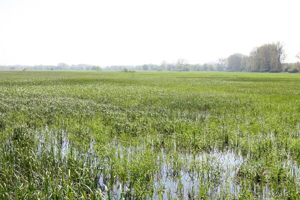 Ipeľské Predmostie, 13.4.2016
Ryžovisko.
Schlüsselwörter: Ipeľské Predmostie Ryžovisko