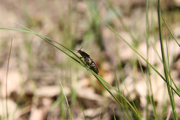 Ipeľské Predmostie, 13.4.2016
Vrch Drienok. Kovařík Prosternon chrysocomum.
Keywords: Ipeľské Predmostie vrch Drienok Prosternon chrysocomum