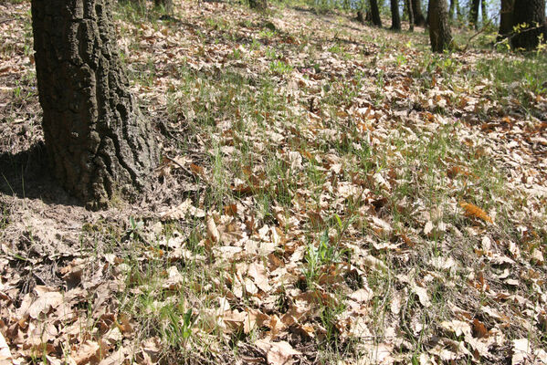 Ipeľské Predmostie, 13.4.2016
Vrch Drienok.
Schlüsselwörter: Ipeľské Predmostie vrch Drienok Prosternon chrysocomum