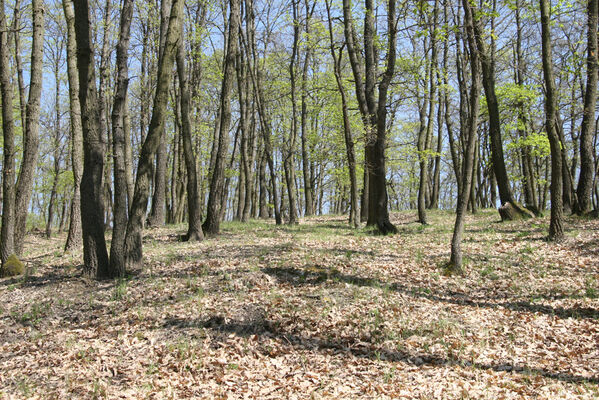 Ipeľské Predmostie, 13.4.2016
Vrch Drienok.
Schlüsselwörter: Ipeľské Predmostie vrch Drienok Prosternon chrysocomum