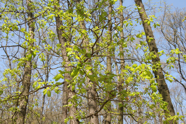 Ipeľské Predmostie, 13.4.2016
Vrch Drienok.
Keywords: Ipeľské Predmostie vrch Drienok Prosternon chrysocomum