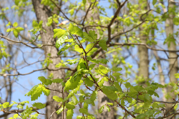 Ipeľské Predmostie, 13.4.2016
Vrch Drienok.
Schlüsselwörter: Ipeľské Predmostie vrch Drienok Prosternon chrysocomum